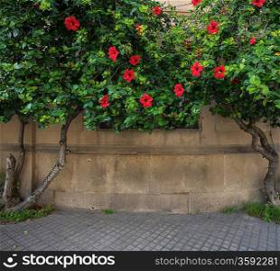 Tree with beautiful red flowers growing against building facade