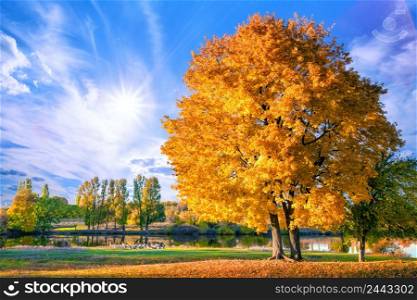Tree with bright orange autumn foliage on lake. On the shore a flock of geese. Autumn rural landscape. Tree with bright orange autumn foliage on lake