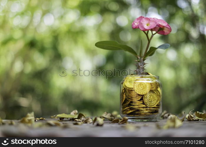 Tree with flowers growing on glass piggy bank from pile of glod coins with blurred background