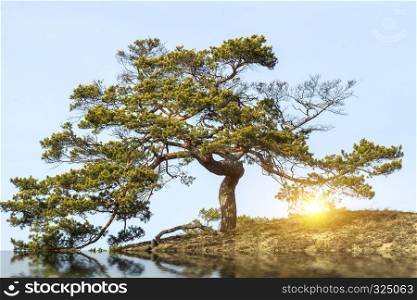 Tree with gnarled branches by river bank under cloudy blue sky