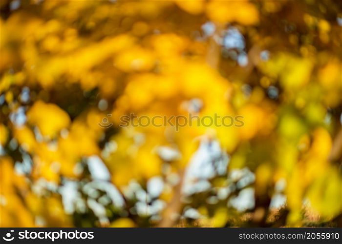 Tree with green and yellow leaves of a walnut in the fall on a sunny day. Selective focus with blurred background.. Tree with green and yellow leaves of a walnut in the fall on a sunny day.