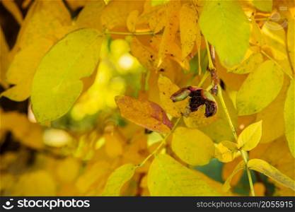 Tree with green and yellow leaves of a walnut in the fall on a sunny day. autumn in the garden.. Tree with green and yellow leaves of a walnut in the fall on a sunny day.