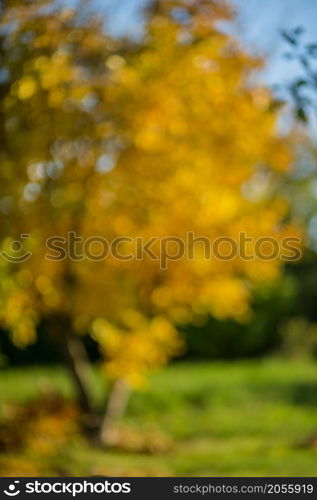 Tree with green and yellow leaves of a walnut in the fall on a sunny day. Selective focus with blurred background.. Tree with green and yellow leaves of a walnut in the fall on a sunny day.