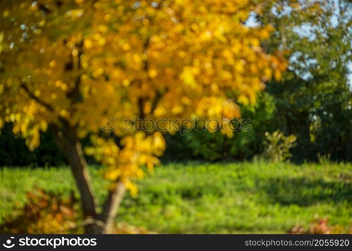Tree with green and yellow leaves of a walnut in the fall on a sunny day. Selective focus with blurred background.. Tree with green and yellow leaves of a walnut in the fall on a sunny day.