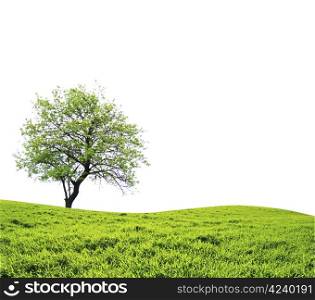 tree with green leaves isolated on white background