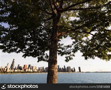 Tree with Lake Michigan and Chicago skyline in background.