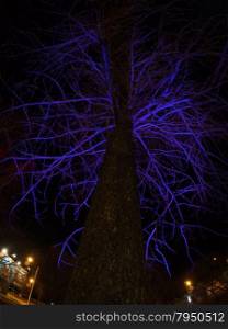 tree with light