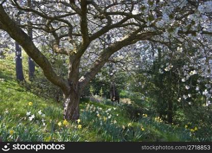 tree with lots of blossoms and daffodils in spring