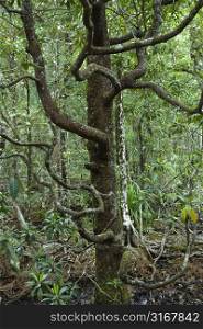 Tree with many low branches in Daintree Rainforest, Australia.