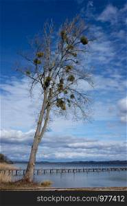 Tree with mistletoes in Bavaria Ammersee