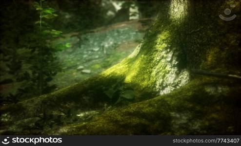 tree with moss on roots in a green forest