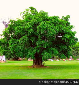 tree with new leaf growth in early spring standing alone in a field,