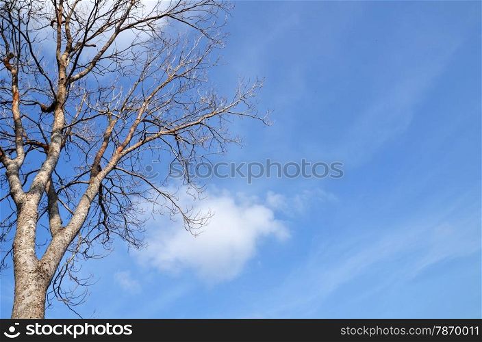 Tree with no leave with blue sky