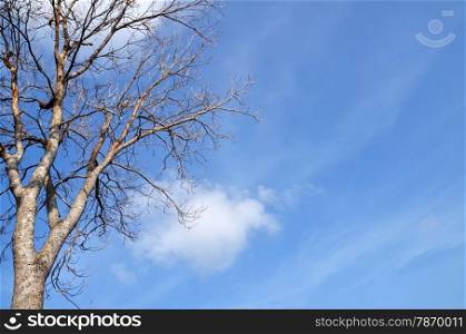 Tree with no leave with blue sky