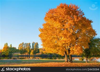 Tree with orange autumn foliage on the lake. On the shore a flock of geese. Blue without cloudy sky. Autumn rural landscape. Tree with orange autumn foliage on the lake