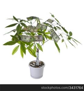 Tree with paper and coin currency in pot on white background