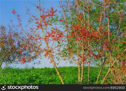 Tree with red leaves in a green field.