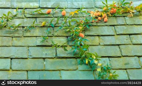 tree with ripe fruits closeup on background of stone wall roof