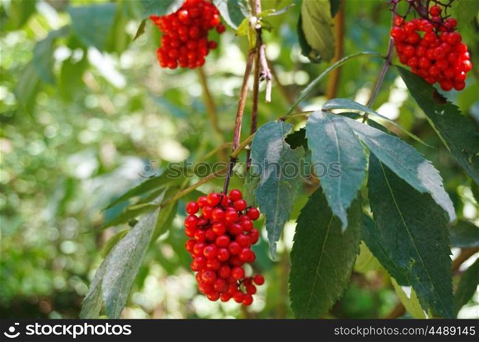 tree with ripe red berry rowan