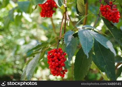 tree with ripe red berry rowan