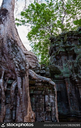 Tree with roots sitting on stone temple Ta Prohm. Tree with roots sitting on stone temple Ta Prohm Angkor Wat