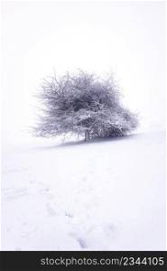                                  tree with snow in the mountain in winter season   