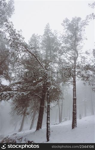 tree with snow in the mountain in winter season