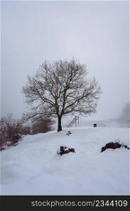 tree with snow in the mountain in winter season