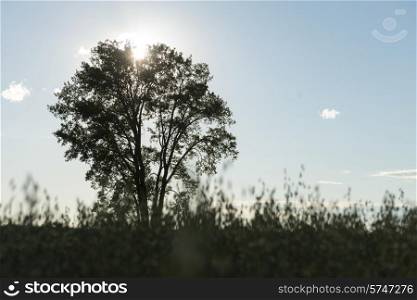 Tree with sunlight glowing behind it, Lake of The Woods, Manitoba, Canada