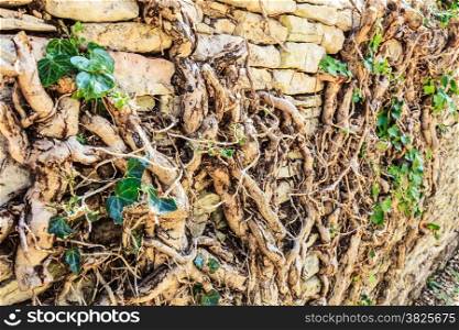 tree with tangled roots climbing on old rock wall