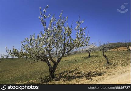 tree with white blossom flowering in andalusia in spain. white blossom tree in spain