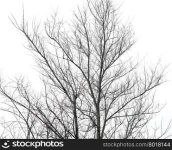 tree without leaves isolated on white background