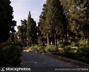 Treed roadway in Rhodes Greece