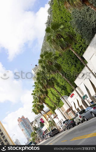 Treelined at the roadside, South Beach, Miami Beach, Florida, USA