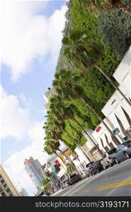 Treelined at the roadside, South Beach, Miami Beach, Florida, USA