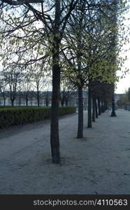 Treelined park, Paris near the Louvre