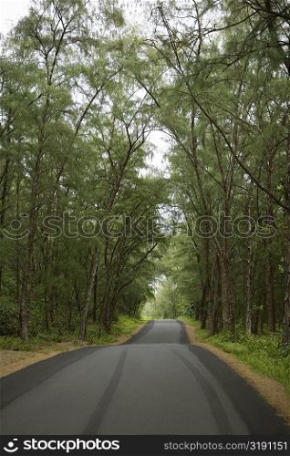 Treelined road passing through a landscape, Kalapana, Big Island, Hawaii Islands, USA