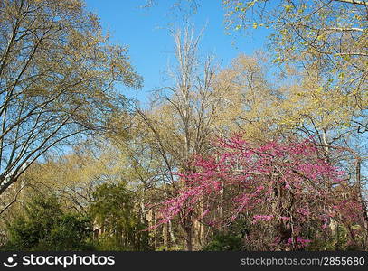 Trees against blue sky.