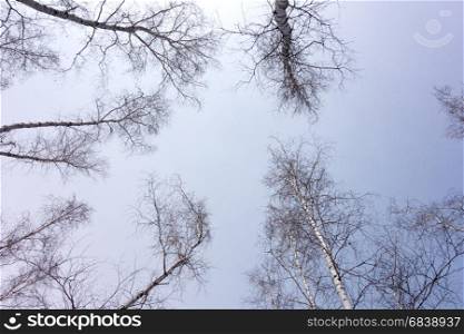 trees against sky