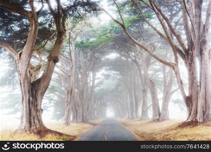 trees alley in misty morning