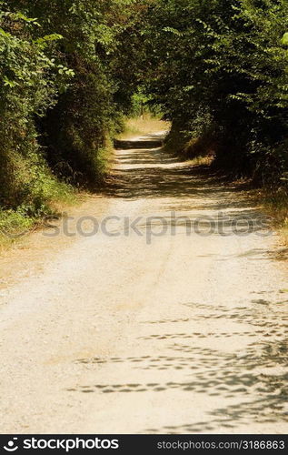 Trees along a dirt road, Siena Province, Tuscany, Italy