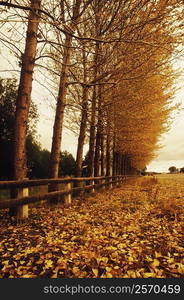 Trees along a fence