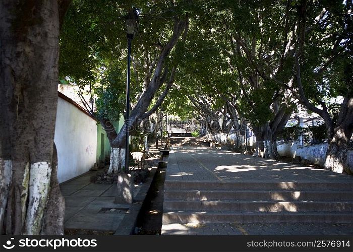 Trees along a path, Cerro Del Fortin, Oaxaca, Oaxaca State, Mexico