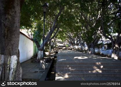 Trees along a path, Cerro Del Fortin, Oaxaca, Oaxaca State, Mexico