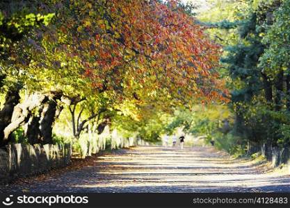 Trees along a road, Central Park, Manhattan, New York City, New York State, USA