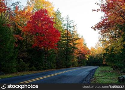 Trees along a road in West Virginia in the fall
