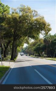 Trees along a road, Orlando, Florida, USA