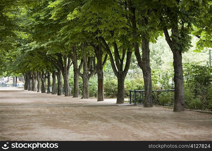 Trees along a road, Paris, France