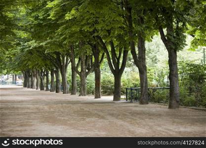 Trees along a road, Paris, France