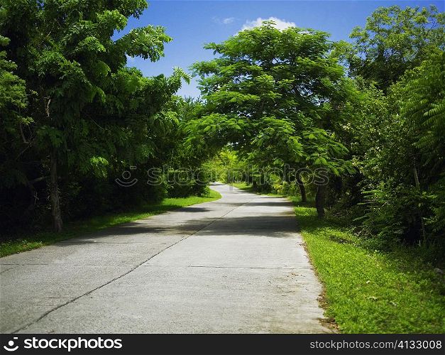 Trees along a road, Providencia, Providencia y Santa Catalina, San Andres y Providencia Department, Colombia